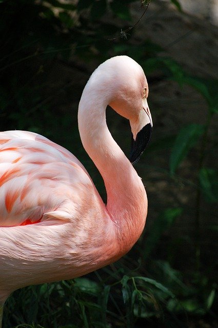 دانلود رایگان Flamingo Pink Feathers - عکس یا عکس رایگان قابل ویرایش با ویرایشگر تصویر آنلاین GIMP