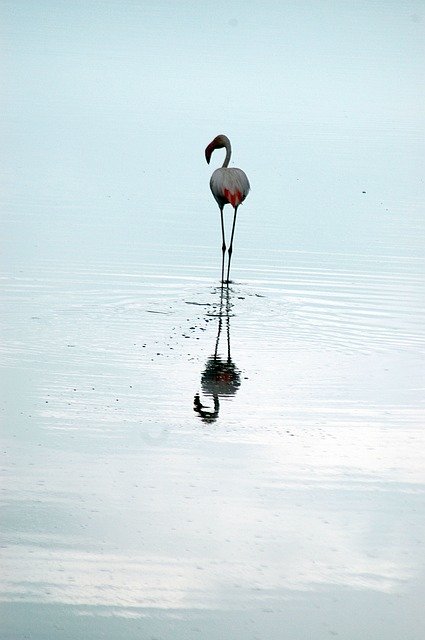 Free download Flamingo Reflection Africa -  free photo or picture to be edited with GIMP online image editor