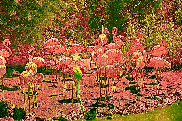 Free download Flamingos Birds Nature -  free illustration to be edited with GIMP free online image editor