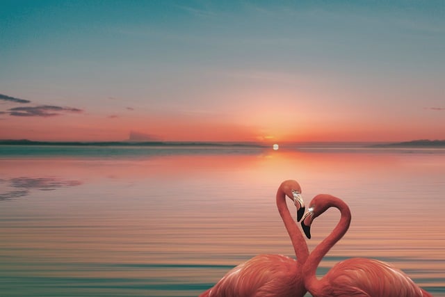 Free download flamingos lake sunset romantic free picture to be edited with GIMP free online image editor