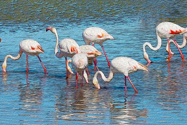 Free download Flamingos Poster Animals -  free illustration to be edited with GIMP free online image editor