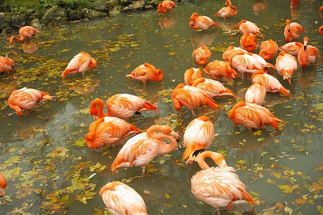 Free download Flamingos Roses Zoo -  free free photo or picture to be edited with GIMP online image editor