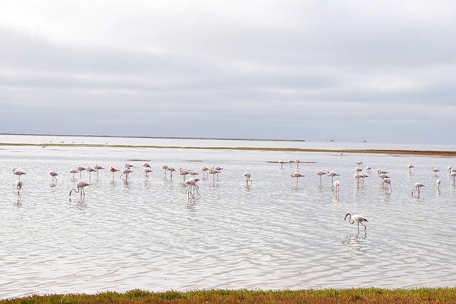 Free download Flamingos Walvisbay Namibia -  free photo or picture to be edited with GIMP online image editor