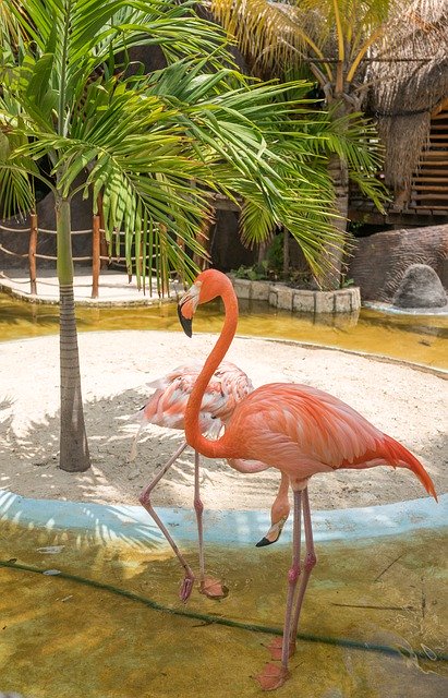 Free download Flamingo Tropical Nature -  free photo or picture to be edited with GIMP online image editor