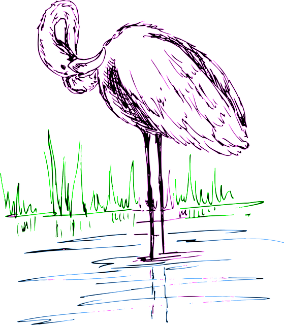 Free download Flamingo Water Bird - Free vector graphic on Pixabay free illustration to be edited with GIMP free online image editor