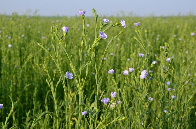 Free download Flax Flower Linen -  free photo or picture to be edited with GIMP online image editor