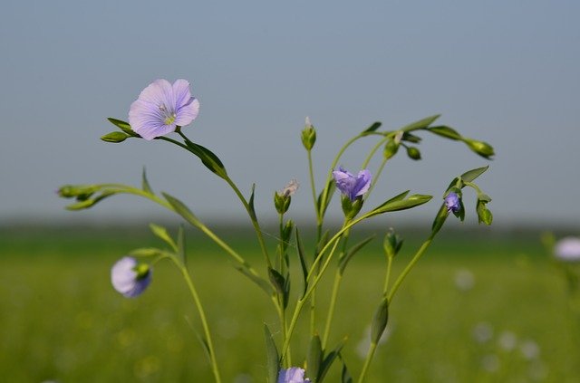 Free download Flax Flowers Close-Up Small Purple -  free photo or picture to be edited with GIMP online image editor