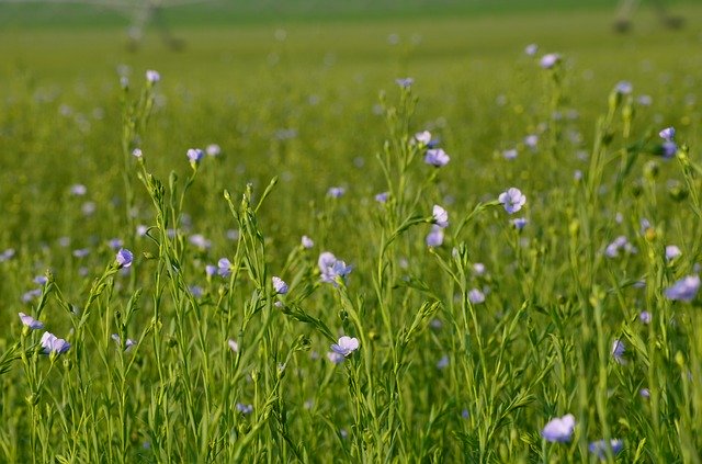 Free download Flax Linen Flower Cultivation -  free photo or picture to be edited with GIMP online image editor