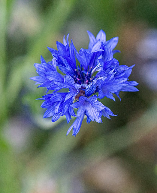 Free download fleur de lis flowers blue plant free picture to be edited with GIMP free online image editor