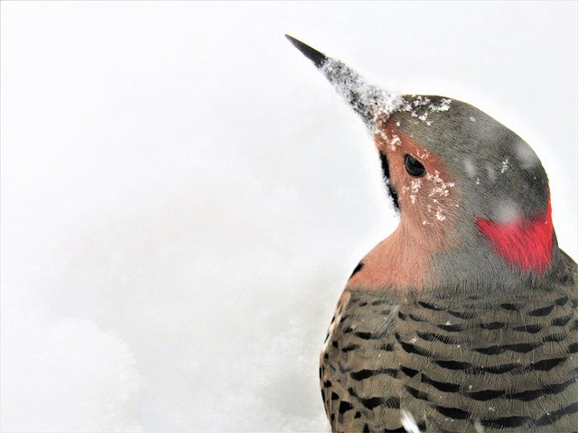 Free download Flicker Woodpecker -  free photo or picture to be edited with GIMP online image editor