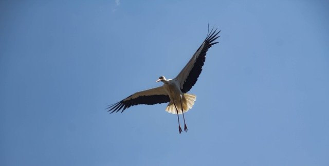 Free download Flight Bird Stork -  free photo or picture to be edited with GIMP online image editor