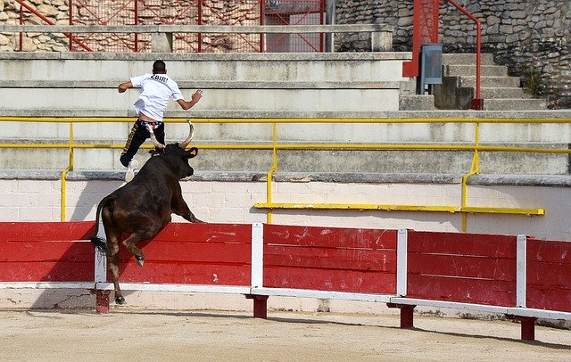 Free download Flight Camargaise Race Bull -  free photo or picture to be edited with GIMP online image editor