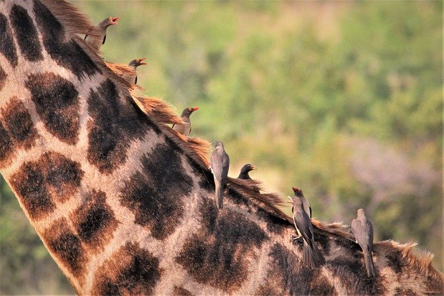 Free download flock ox peckers giraffe back neck free picture to be edited with GIMP free online image editor