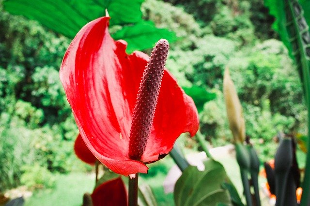 ດາວໂຫລດ Flora Flower Landscape - ຮູບພາບຫຼືຮູບພາບທີ່ບໍ່ເສຍຄ່າເພື່ອແກ້ໄຂດ້ວຍຕົວແກ້ໄຂຮູບພາບອອນໄລນ໌ GIMP