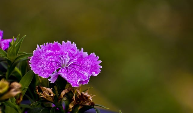 Free download flora flower petals blossom botany free picture to be edited with GIMP free online image editor