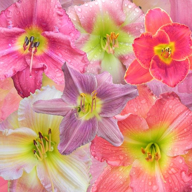 Free download Floral Background Day Lilies -  free illustration to be edited with GIMP free online image editor