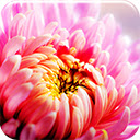 Floral Pink  screen for extension Chrome web store in OffiDocs Chromium