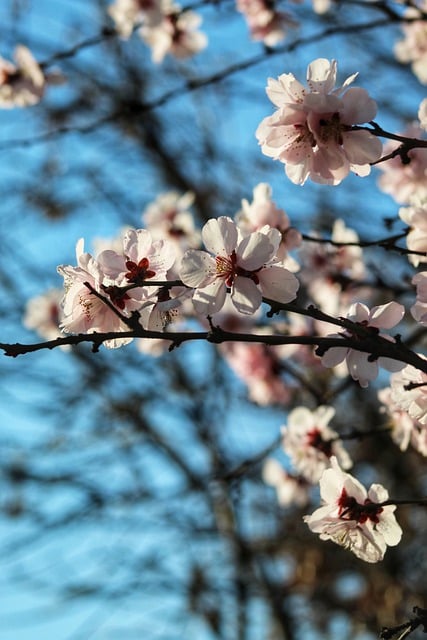 Free download flora pink flowers flowers spring free picture to be edited with GIMP free online image editor