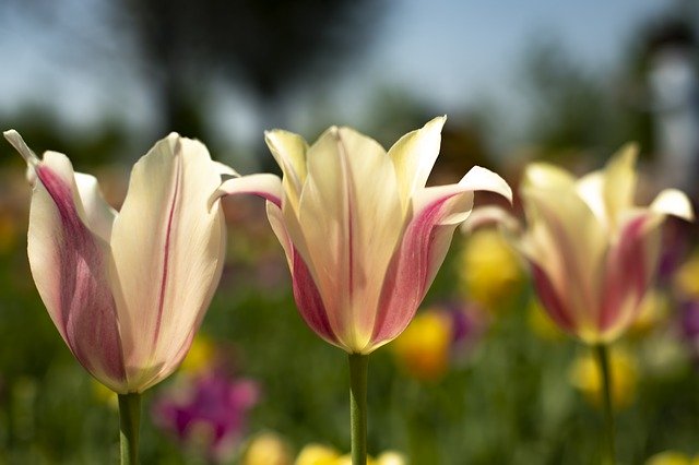 Free download Flora Spring Tulips -  free photo or picture to be edited with GIMP online image editor