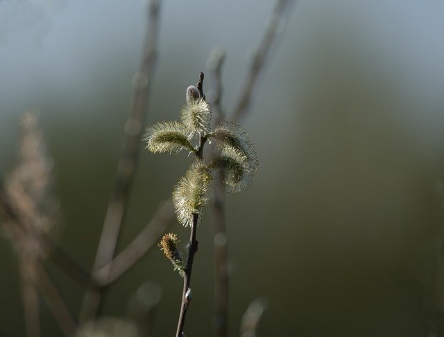 Free download Flora Willow Catkin -  free photo or picture to be edited with GIMP online image editor