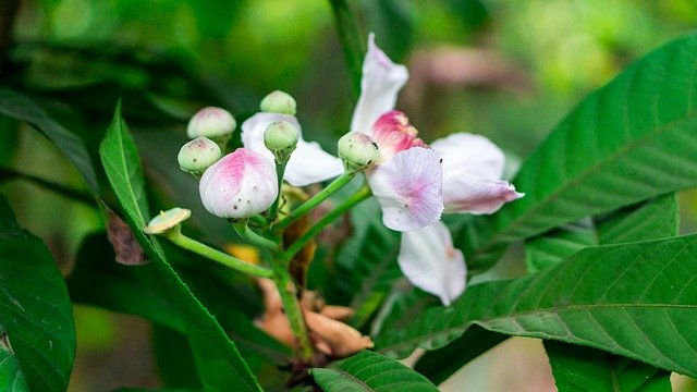 Free download Flore Garden Plant Ornamental -  free photo or picture to be edited with GIMP online image editor