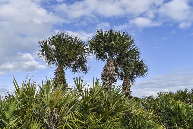 Free download Florida Palm Trees Sky -  free photo or picture to be edited with GIMP online image editor