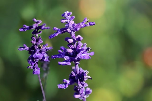 Free download flour sage sage salvia farinacea free picture to be edited with GIMP free online image editor