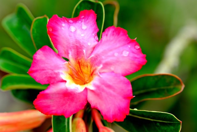 Free download flower adenium nature tropical free picture to be edited with GIMP free online image editor