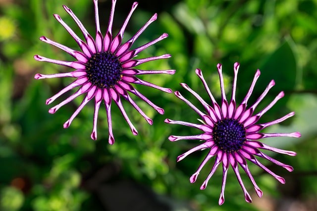 Free download flower african daisy pinwheel twin free picture to be edited with GIMP free online image editor