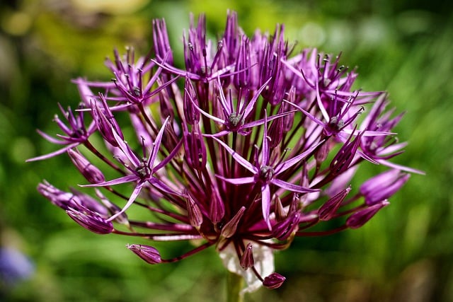 Free download flower allium purple petals buds free picture to be edited with GIMP free online image editor