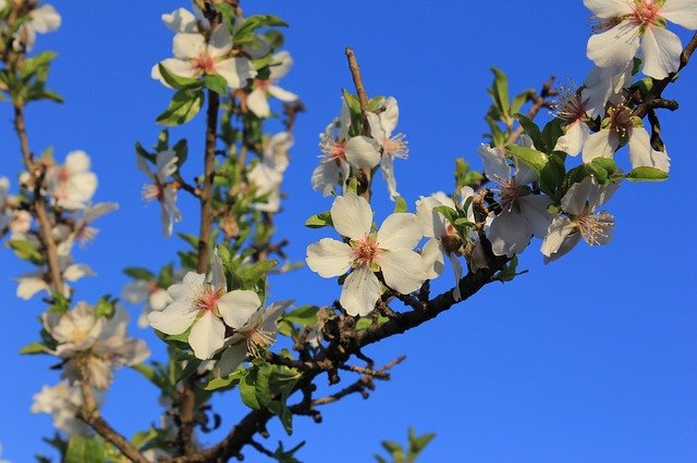 Free download Flower Almond Tree Flowering -  free photo or picture to be edited with GIMP online image editor