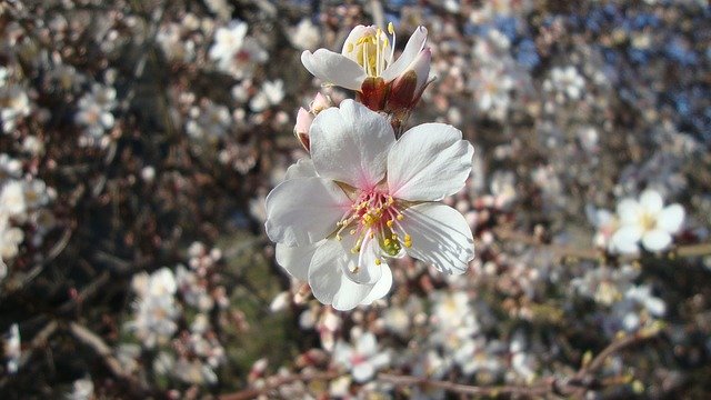 Free download Flower Almond Tree Spring -  free photo or picture to be edited with GIMP online image editor