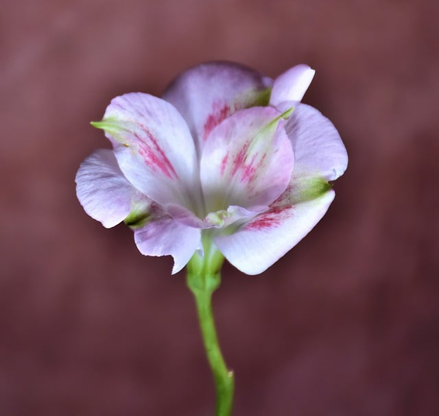 Free download flower alstroemeria peruvian lily free picture to be edited with GIMP free online image editor