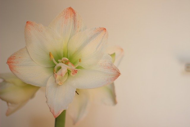 Free download Flower Amaryllis Blossom -  free photo or picture to be edited with GIMP online image editor