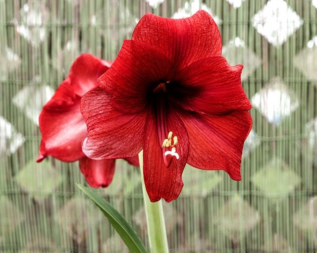 Free download Flower Amaryllis Red -  free photo or picture to be edited with GIMP online image editor