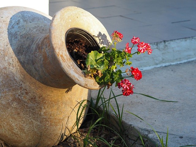 Free download Flower Amphora Greece Garden -  free photo or picture to be edited with GIMP online image editor