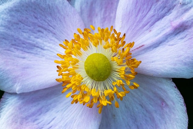 Free download flower anemone petals bloom pollen free picture to be edited with GIMP free online image editor