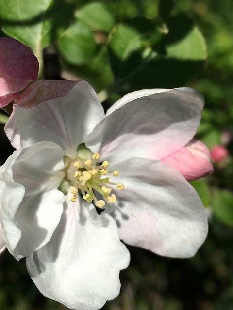 Free download Flower Apple Blossom -  free photo or picture to be edited with GIMP online image editor