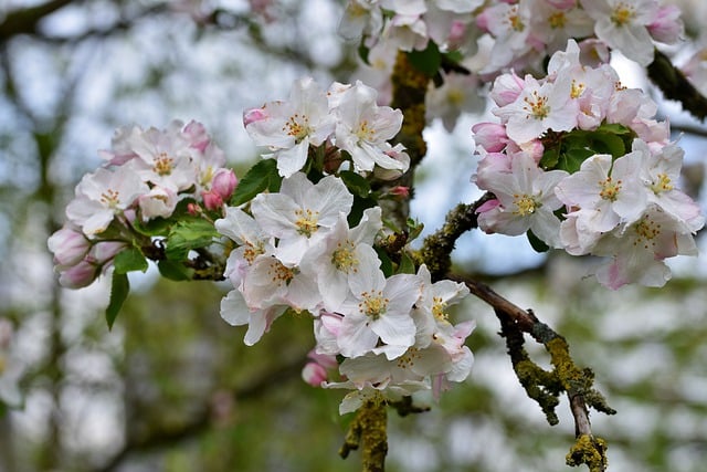 Free download flower apple blossoms branch petals free picture to be edited with GIMP free online image editor