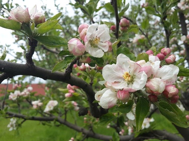 Free download Flower Apple Blossom Spring -  free photo or picture to be edited with GIMP online image editor