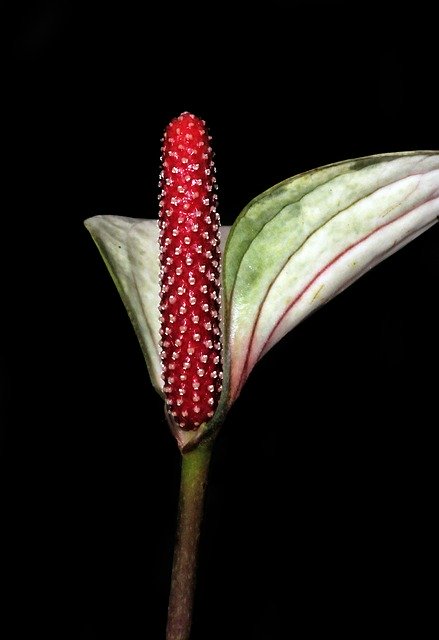 Free download Flower Arum Nature -  free photo or picture to be edited with GIMP online image editor