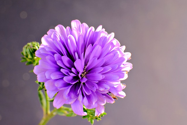 Free download flower aster aster pikok flora free picture to be edited with GIMP free online image editor