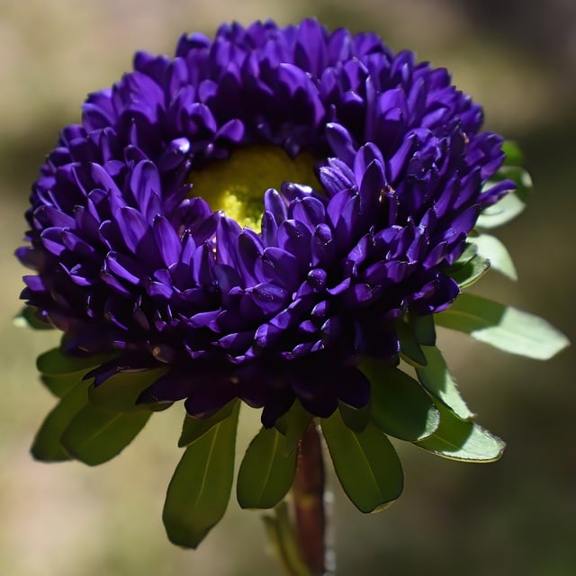 Free download flower aster matsumoto aster free picture to be edited with GIMP free online image editor