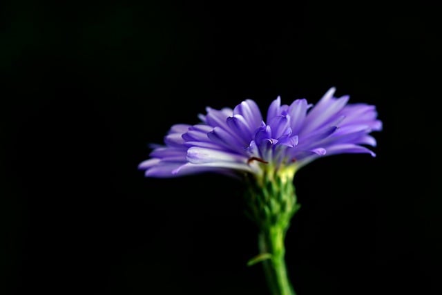 Free download flower aster pikok flora nature free picture to be edited with GIMP free online image editor