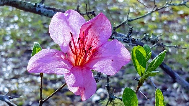 Free download Flower Azalea Pink -  free photo or picture to be edited with GIMP online image editor