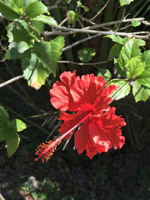 Free download Flower Bacalar Nature -  free photo or picture to be edited with GIMP online image editor