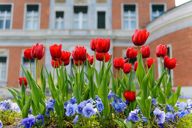 Free download flower bed tulips close up aperture free picture to be edited with GIMP free online image editor