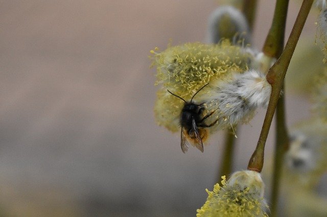 Free download Flower Bee Close Up -  free photo or picture to be edited with GIMP online image editor