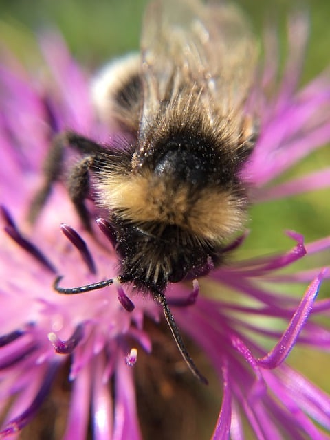 Free download flower bee macro nature insect free picture to be edited with GIMP free online image editor