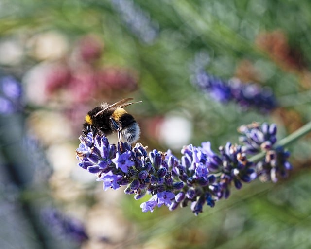 Free download flower bee plant abstract insect free picture to be edited with GIMP free online image editor